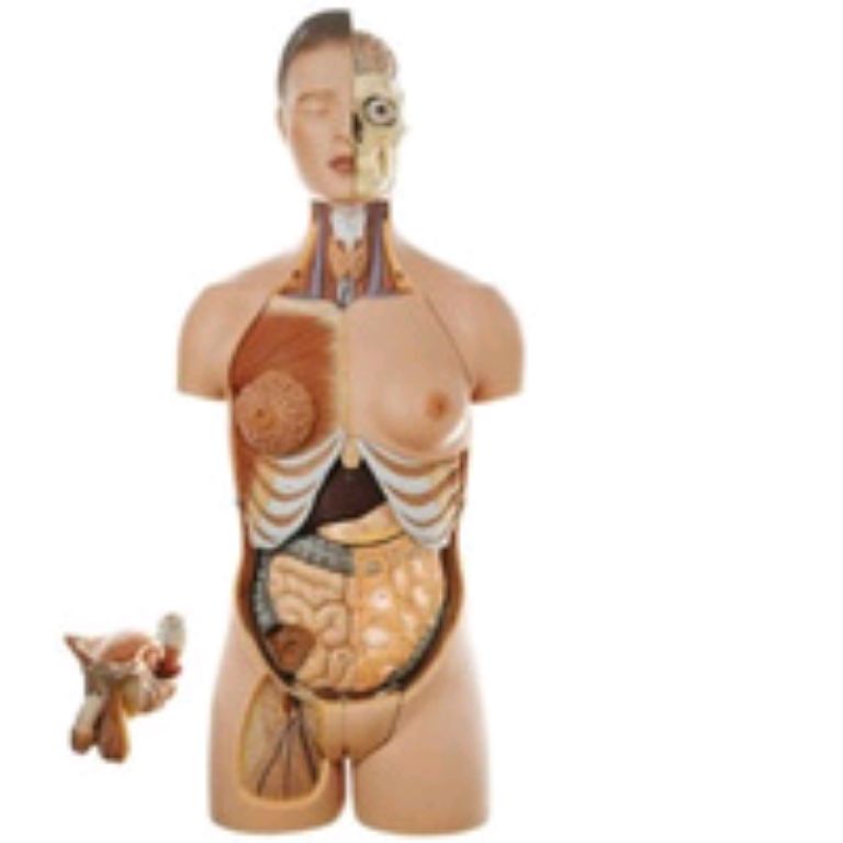 Dual sex torso model by Scantrik