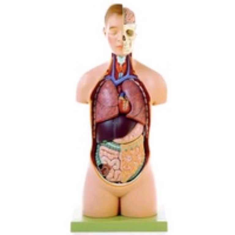 Scientific mini male torso model by Scantrik