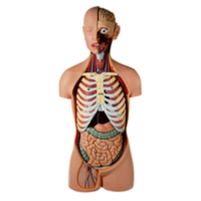 Dynamic male torso anatomical by Scantrik