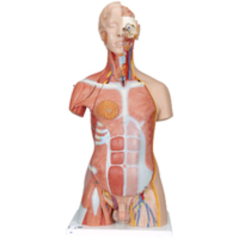 Human torso anatomical model