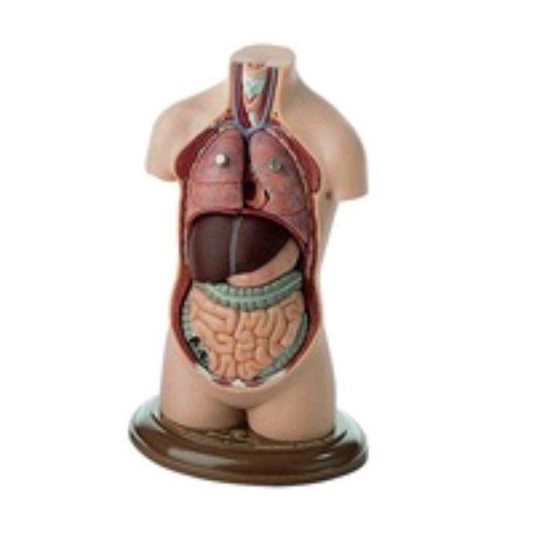 Anatomical muscular torso model by Scantrik