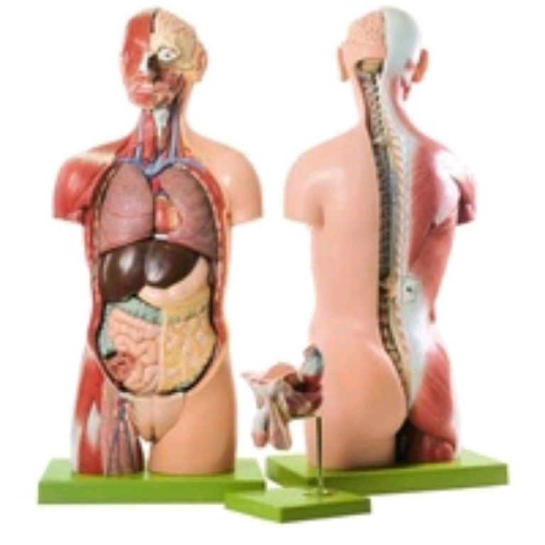 Human torso model by Scantrik