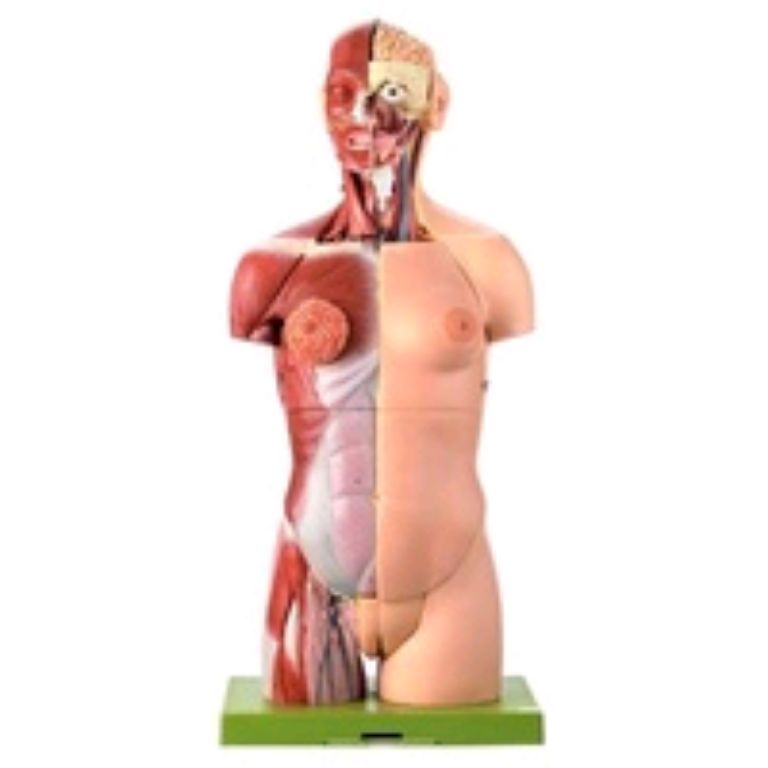 Axis scientific male anatomical by Scantrik