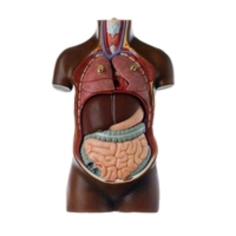 Anatomical male torso model by Scantrik