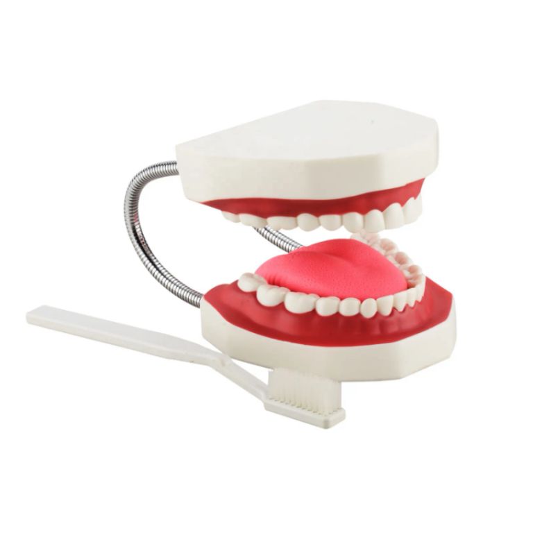 Dental Occlusion Model by Scantrik