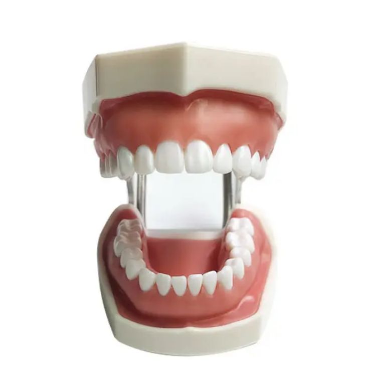 Gingival Model by Scantrik