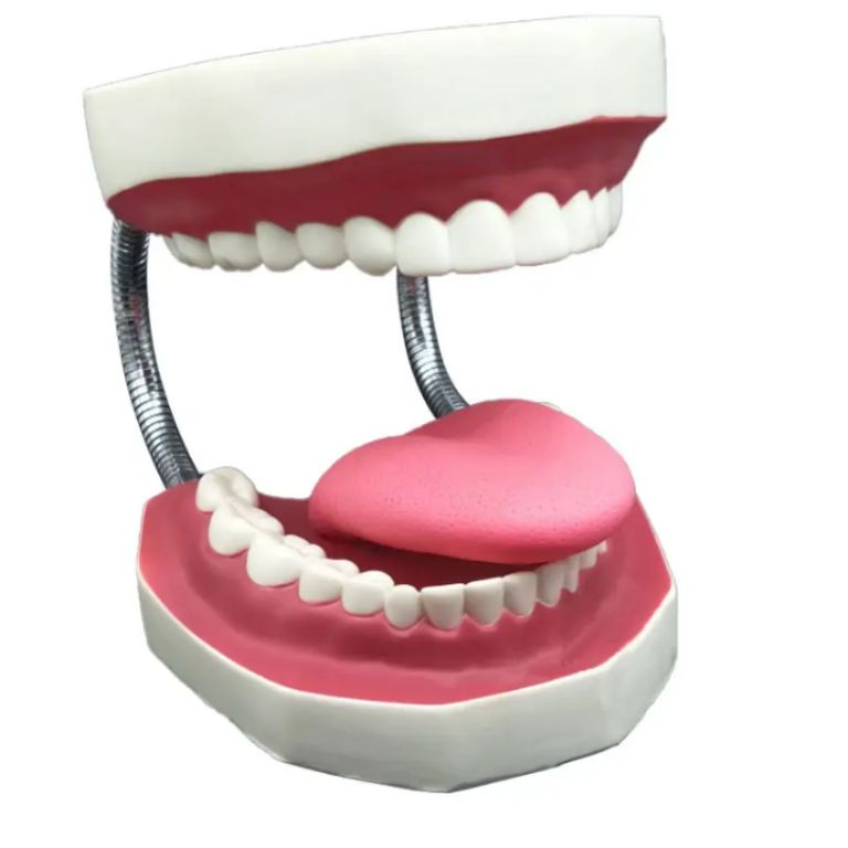 Oral Health Training Model by Scantrik