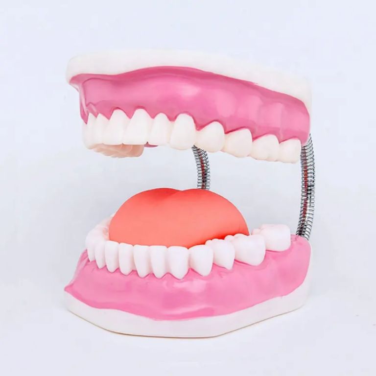 Tooth Structure Model by Scantrik