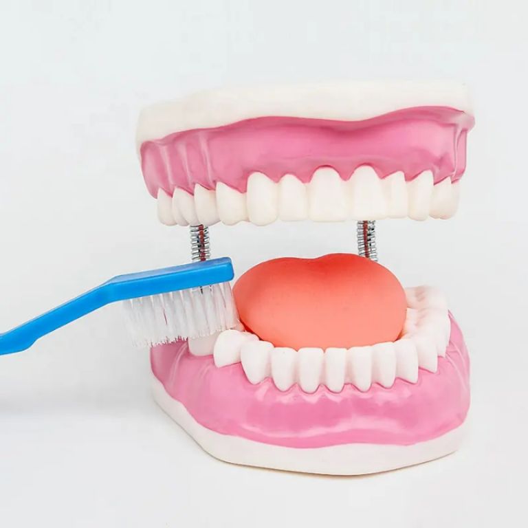 Dental Care Teeth Model by Scantrik