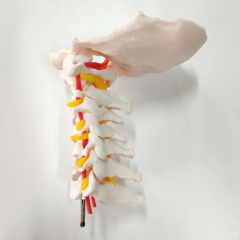 Cervical Vertebral Column Replica by Scantrik