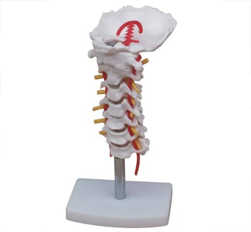 Cervical Skeletal Model by Scantrik