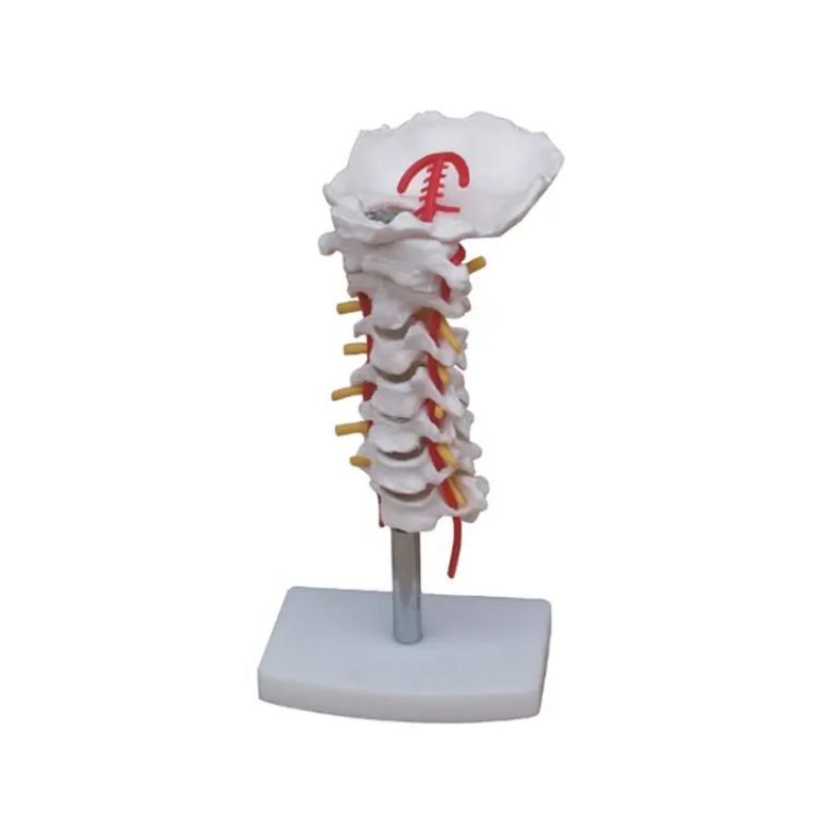 Cervical Skeletal Structure Model by Scantrik