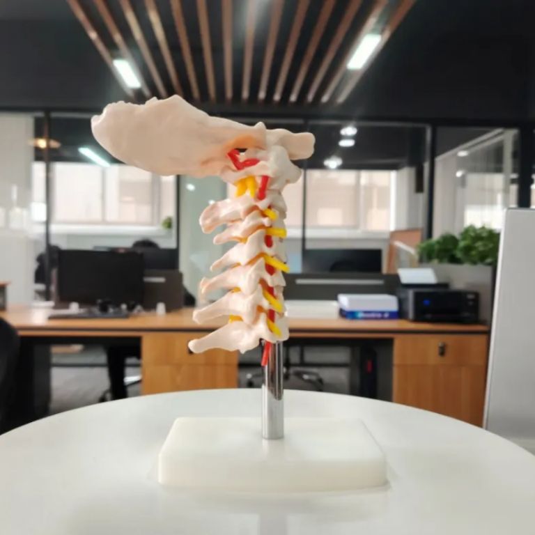 DT Cervical Vertebral Column Model by Scantrik