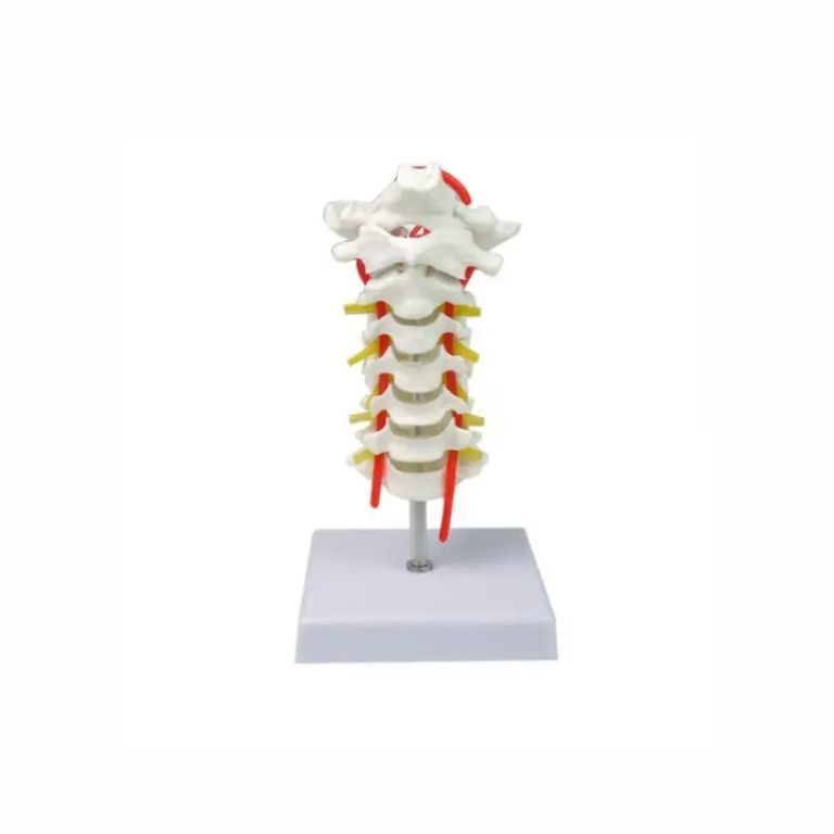 Anatomical Cervical Vertebrae Model by Scantrik