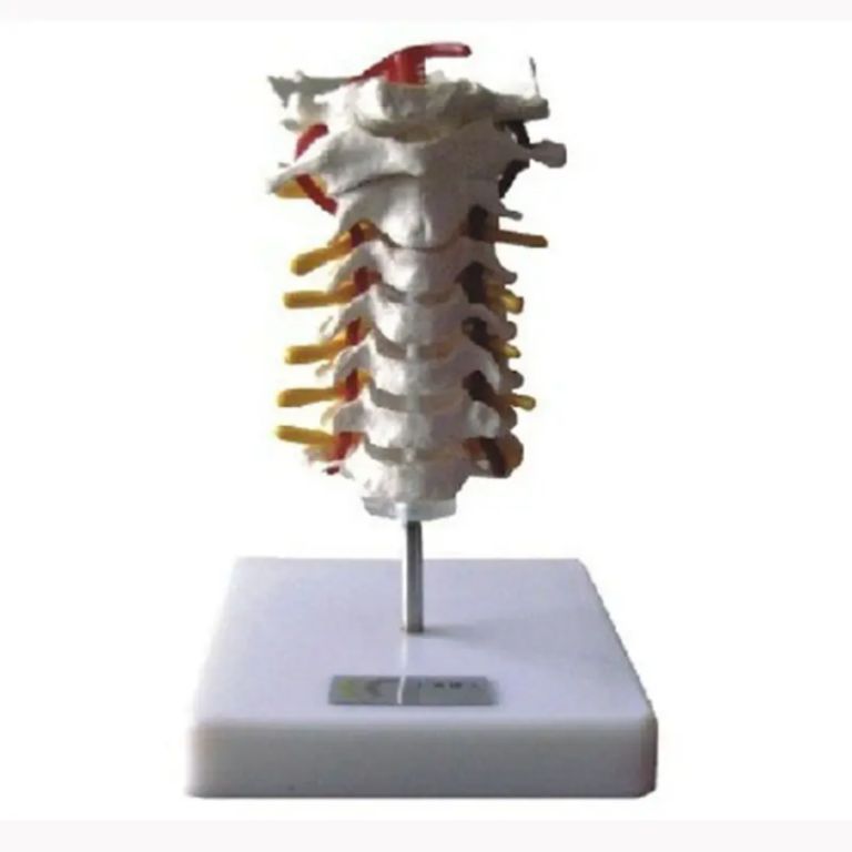 Cervical Spine Educational Model by Scantrik