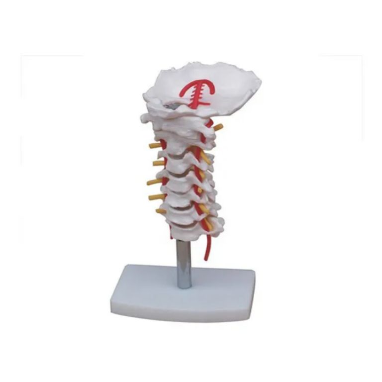 Human Cervical Spine Replica by Scantrik